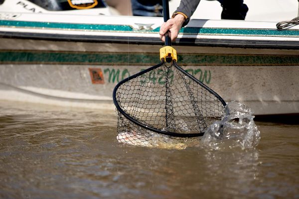 Frabill Conservation Slide Handle Net | Teardrop Hoop Size: 17" X 19" | Sliding Handle: 36" | Netting: Tangle-Free Micromesh | Net Depth: 16" - Image 2